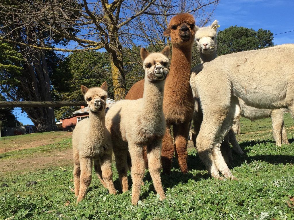**Alpaca Day Out & Scenic Drive**  3rd October